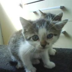 Huskat Trine's James 