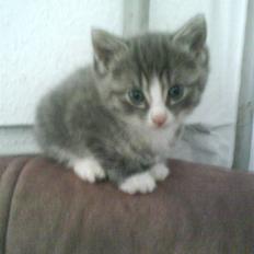 Huskat bølle  rip d 2 maj 09