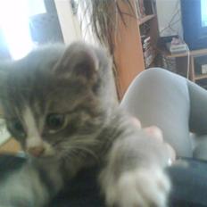 Huskat bølle  rip d 2 maj 09