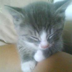 Huskat bølle  rip d 2 maj 09