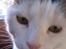 Huskat Mis