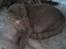 Huskat Oliver - En lur i Sigrid`s seng