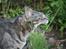 Blanding af racer Tiger / Hunter
