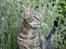 Blanding af racer Tiger / Hunter
