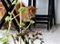 Maine Coon | Jaffe