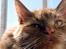 Maine Coon | Jaffe