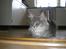 Maine Coon R.I.P. Aja - her er det mig der troner..