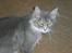 Maine Coon R.I.P. Aja - øøøøhhh hej..