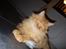 Maine Coon Hugo Boss R.I.P.