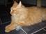 Maine Coon Hugo Boss R.I.P.