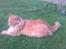 Maine Coon Hugo Boss R.I.P.