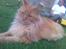 Maine Coon Hugo Boss R.I.P.