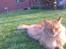 Maine Coon Hugo Boss R.I.P.