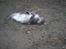 Maine Coon R.I.P. Aja - oooohhh det er skønt at komme ud...