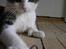 Huskat Fu Quan