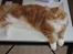 Maine Coon Micharlo´s Nippon