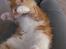 Maine Coon Micharlo´s Nippon