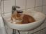 Maine Coon Micharlo´s Nippon
