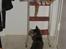 Maine Coon Micharlo´s Nippon