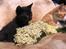 Huskat Prince of darkness - putte hygge med bror-mand...  (c) Taget af Freja Sif A