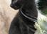 Huskat Prince of darkness - var der noget derovre??  (c) Taget af Freja Sif A