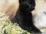 Huskat Prince of darkness -  (c) Taget af Freja Sif A
