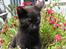 Huskat Prince of darkness -  (c) Taget af Freja Sif A