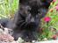 Huskat Prince of darkness - uhm.. jeg elsker blomster..  (c) Taget af Freja Sif A