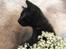 Huskat Prince of darkness -  (c) Taget af Freja Sif A