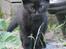 Huskat Prince of darkness - min lille panter... (c) Taget af Freja Sif A