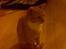 Huskat Silke R.I.P ;'(