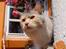 Maine Coon  Berta Bumble Bee P