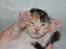 Maine Coon  Berta Bumble Bee P