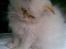 Colorpoint Gismo