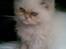 Colorpoint Gismo
