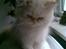Colorpoint Gismo