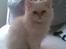 Colorpoint Gismo