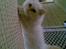 Colorpoint Gismo