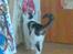 Huskat Nickey