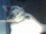 Huskat Nickey