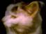 Huskat Nickey