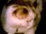 Huskat Nickey