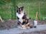 Blanding af racer Mille R.I.P - tigermis