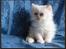 Colorpoint Gismo - ca 5uger gammel.