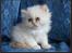 Colorpoint Gismo - ca 5 uger gammel