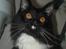 Maine Coon R.I. P min lille dreng,  Mega Good-Will " Willow" - Willow (17/6-08) Med øjne så smukke...