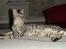 Bengal Diesel
