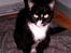 Huskat mimmika (mikapigen) R.I.P