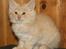 Norsk Skovkat Thomas O'Malley *R.I.P - 18 Juni