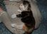 Maine Coon  Berta Bumble Bee P - Næsten 14 dage gammel..